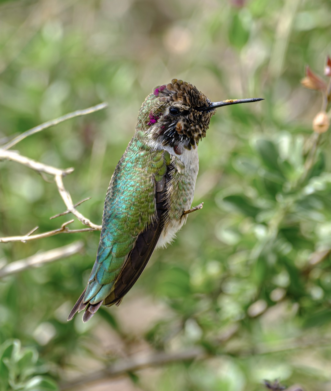 A small hummingbird with iridescent green feathers and a purple crown perches on a thin branch, facing right against a blurred green background.